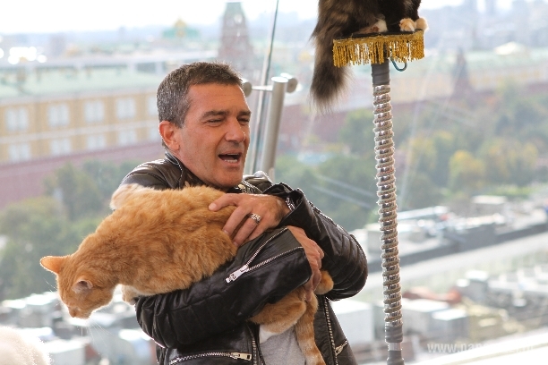 коты не признали в Антонио бандерасе кота в сапогах!