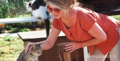 У Брижит Бардо пропала любимая кошка