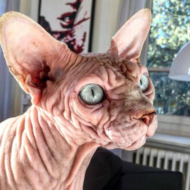 Морщинистый кот-добряк очаровал социальные сети