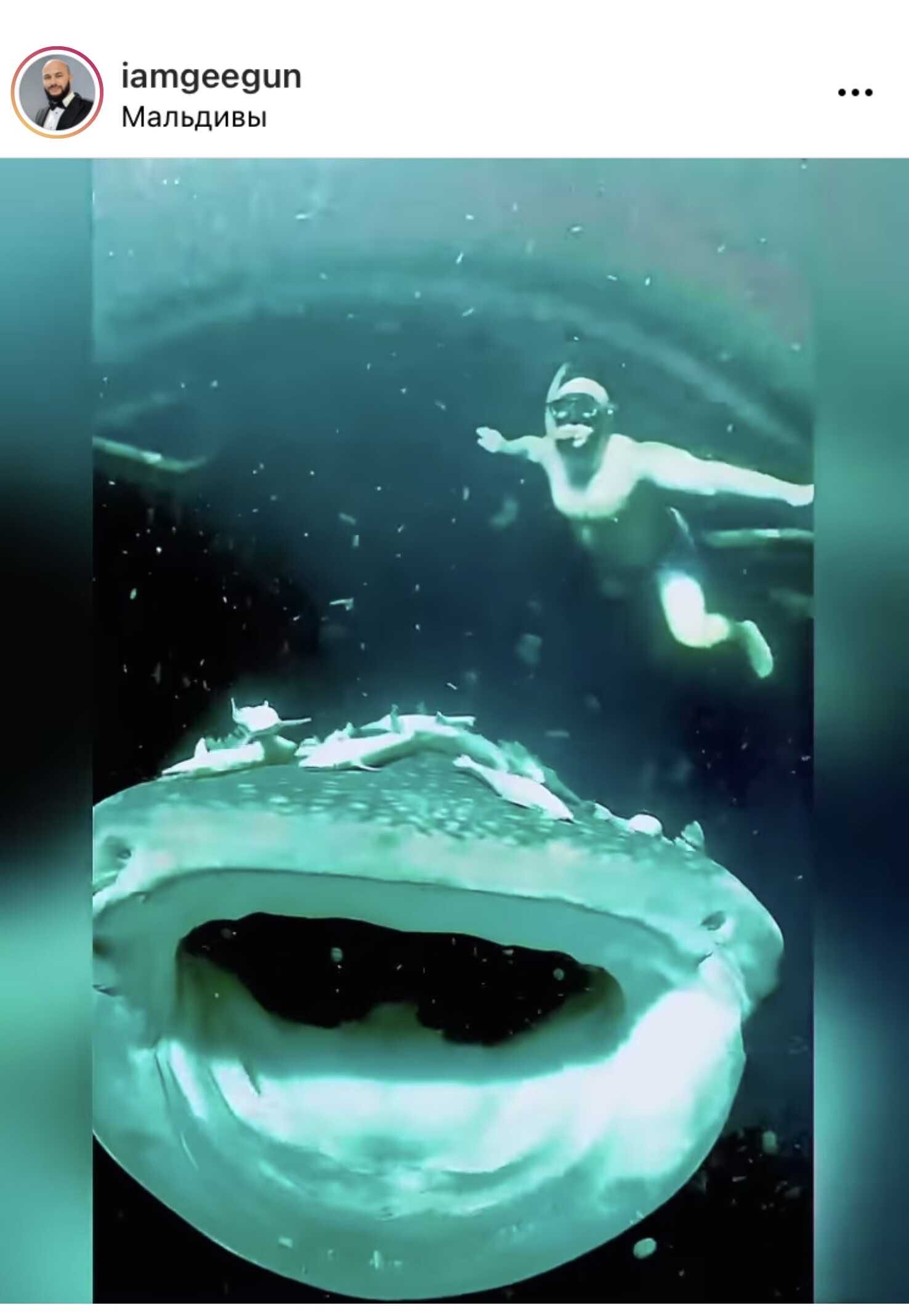 Джиган и Оксана Самойлова поплавали в компании гигантской китовой акулы