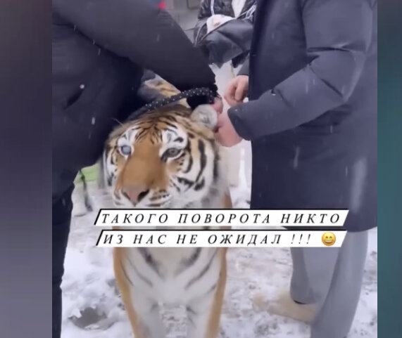 Павел Прилучный устроил фотосессию с тигром и располневшей беременной Зепюр Брутян